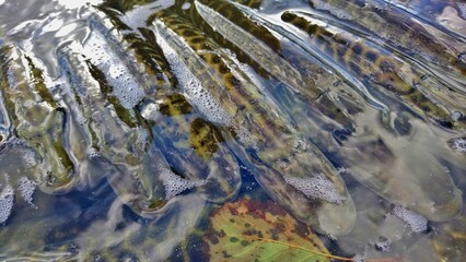 norhtern pike, esox lucius stocking predatory species into a freshwater reservoir