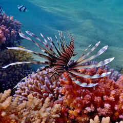 red lionfish pterois volitans zebrafish is a venomous coral reef fish in the family Scorpaenidae