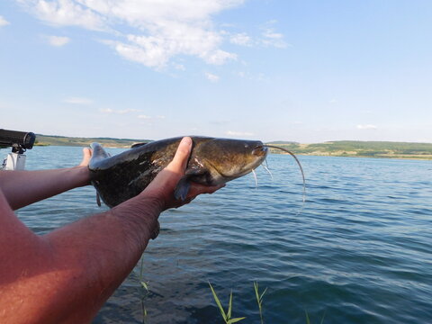silurus glanis european wels catfish fish large, scaleless, slime covered body, and six barbels - two of which are long and on the side of the mouth and the other four are on the lower jaw. It has a t