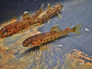 Obraz na płótnie Canvas The brown trout Salmo trutta European species of salmonid fish widely introduced into suitable environments globally includes purely freshwater populations referred to as riverine ecotype