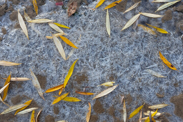 Yellow autumn fallen leaves frozen in ice on the ground. View from above