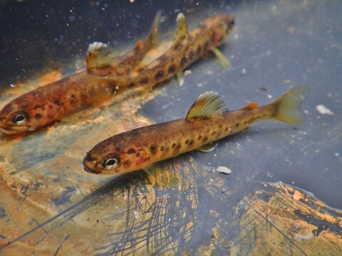 The brown trout Salmo trutta European species of salmonid fish widely introduced into suitable environments globally includes purely freshwater populations referred to as riverine ecotype