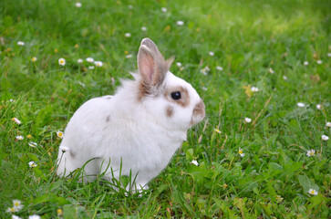 Naklejka premium White bunny rabbit with brown spots and black eyes sitting on the meadow with wild daisies in spring day. Free copy space