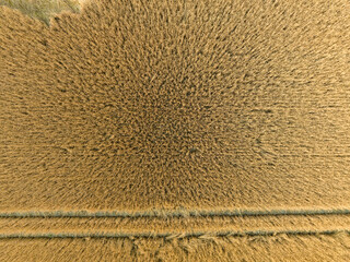 High angle aerial view on agricultural wheat field. Rural farming in Switzerland.