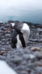 Obraz premium Gentoo penguin (Pygoscelis papua) among chunks of ice on the beach at Brown Bluff, Antarctica