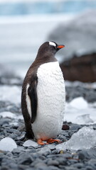 Naklejka premium Gentoo penguin (Pygoscelis papua) among chunks of ice on the beach at Brown Bluff, Antarctica