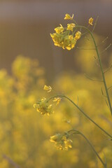 夏の夕暮れ時の逆光の菜の花