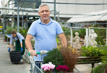 Elderly man chooses various potted flowers at the flower market