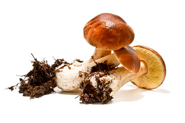 Boletus edulis mushrooms isolated on white