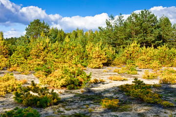 Fototapeta na wymiar Landscape with yellow and green trees