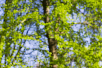 spring tree with young green leaves as an unfocused nature background