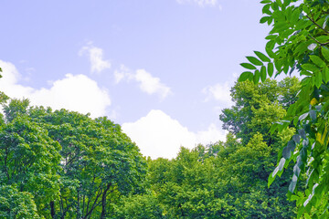 Trees and green lawn with blue sky at the public park. Green city park with trees.