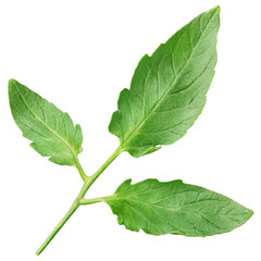 Tomato leaf isolated on transparent background