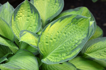  Large variegated green-yellow hosta ' June' leaves. Close up photo outdoors. Landscaping,...
