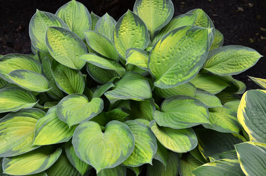 Hosta' June 'with large variegated yellow- green color  leaves growing in the summer garden. Landscaping, gardening hosta plants concept.