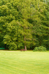 Trees and green lawn with blue sky at the public park. Green city park with trees.