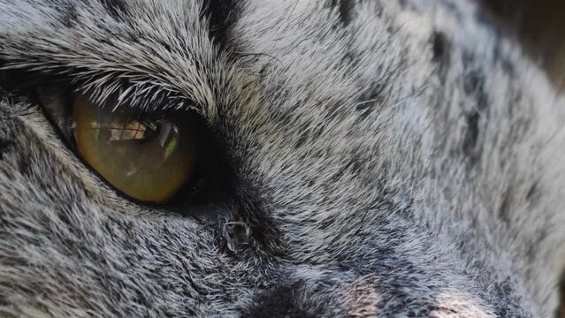 Close up of  snow leopards eye blinking.