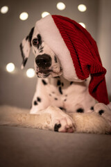 Dalmatiner mit Weihnachtsmütze