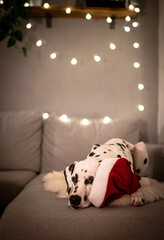 Dalmatiner mit Weihnachtsmütze