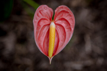 Anthurium, also known as the flamingo flower, flamingo lily, boy flower, oilcloth flower or...