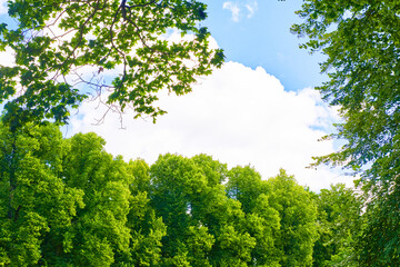 Trees and green lawn with blue sky at the public park. Green city park with trees.