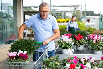 Focused middle-aged male customer collecting flowers and plants in cart in greenhouse