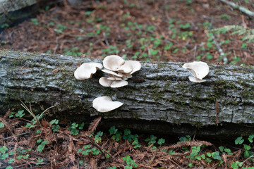 Fototapeta premium Chaparral Mushrooms on Tree Trunk