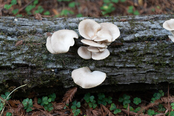 Chaparral Mushrooms on Tree Trunk