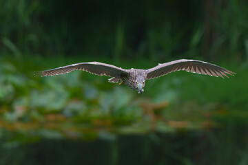 Juvenile Black-crowned Night Heron (Nycticorax nycticorax) hanging around at a  small lake with a dark background    