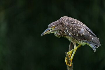 Juvenile Black-crowned Night Heron (Nycticorax nycticorax) hanging around at a  small lake with a dark background    