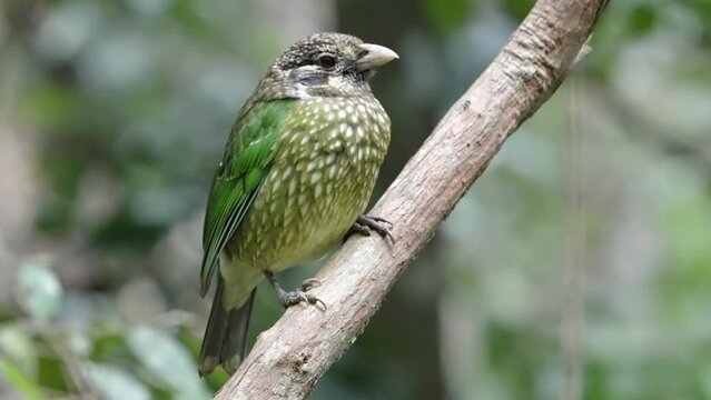 a spotted catbird perching on a rainforest liana at lake eacham in nth qld, australia