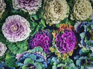 Nature background with purple flowers