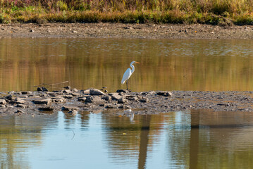 A Great Egret On The Pond In October