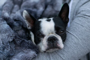 Boston Terrier