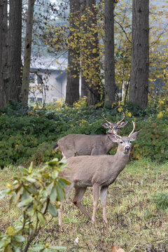 Two Large Black-tailed Bucks Standing In The Yard Of A Home In Eugene, Oregon.