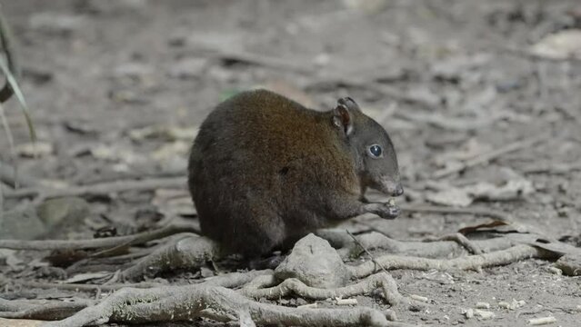 side view of a musky rat-kangaroo, australia's smallest macropod, feeding on the floor of the rainforest at lake eacham in nth qld