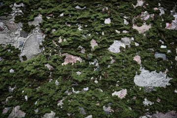 Ancient stone wall covered with green moss. Weathered rough masonry surface. The wall of the old castle. Vintage texture great for background and design. Faded dark colors.