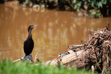 Cormorão, Corvo-Marinho