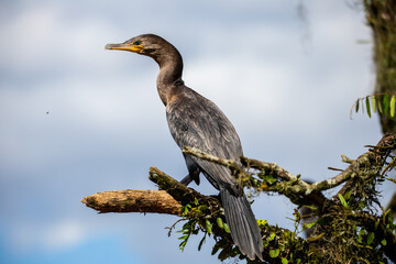 Cormorão, Corvo-Marinho