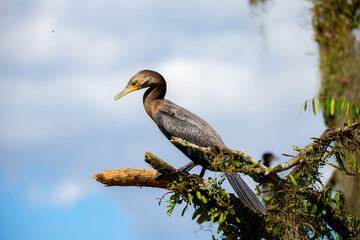 Cormorão, Corvo-Marinho