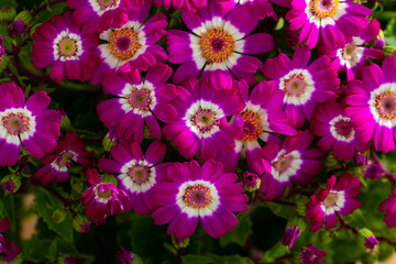 Closeup of richly blooming cineraria mauve flowers on background of green foliage © JackF