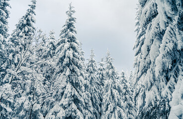 Tall spruce trees covered with snow in frosty winter landscape. A view on sky in snowy forest. Christmas background with fir tree, bottom view