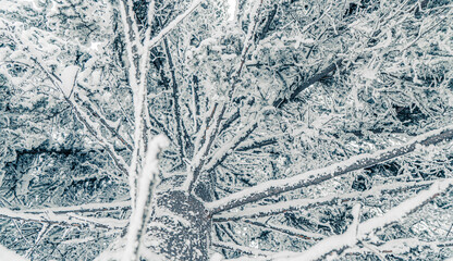 Tall spruce trees covered with snow in frosty winter landscape. A view on sky in snowy forest. Christmas background with fir tree, bottom view