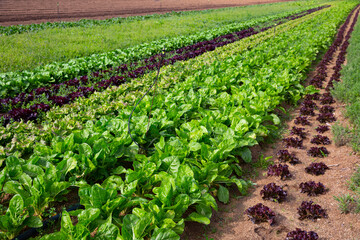 Rows of harvest of spinach on the farm field. High quality photo