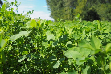 Field with green clover. Organized planting of clover. Clover Trifolium, a genus of plants in the legume family Fabaceae, Moth Faboideae. Agricultural crop honey plant, fodder plant, green manure.