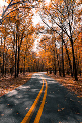 Fototapeta premium road in autumn