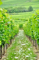 Fototapeta na wymiar Vineyard in the Alsace 