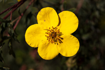 Obraz premium flor amarilla 