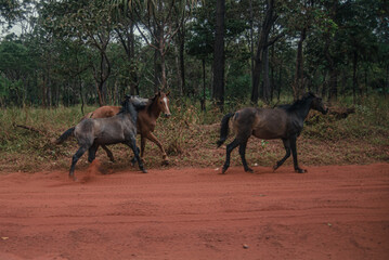 Brumbies of Bamaga