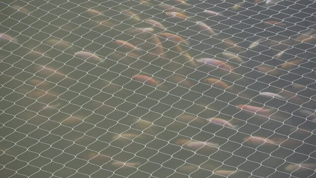 Oreochromis niloticus or known as Ikan Nila fish cultivation in Rawa Pening lake, Semarang, Indonesia